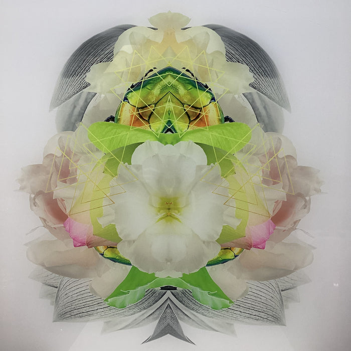 Symmetrical Beetle/Nature Photograph Print With Gold Triangular Details 30" x 30"
